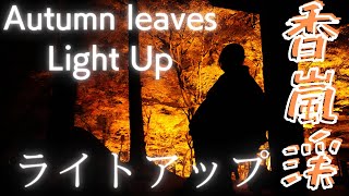 紅葉のライトアップ！香嵐渓に行って奥様を撮りまくってきた。
