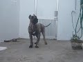 Dogo Canario - Dogo Canario Jairo de la Isla de los Volcanes