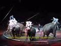 Circus