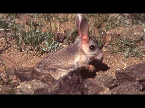 Jerboa | A jerboa’s tail is usually longer than its head and body combined.