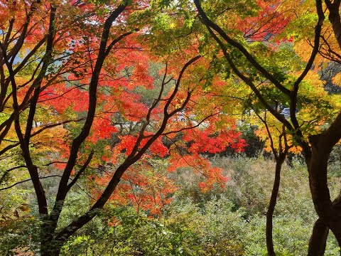 [Folhagem de outono] Jeollabuk-do, Mt. Nae, o famoso local de folhagem de outono da Coreia 내장산 2023 11 01