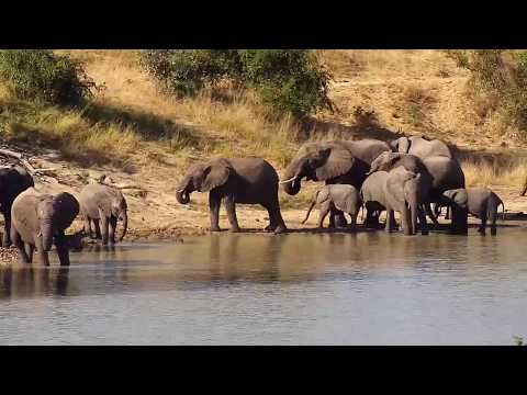 Djuma: Elephant herd gets a drink at Vuyatela Dam - 14:33 - 05/17/20