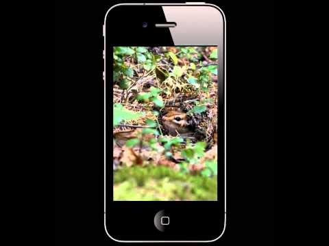 3plet Album (App) - Greenpeace Russia (Stan Gemes 2)