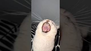 Real Life Singing Cat!