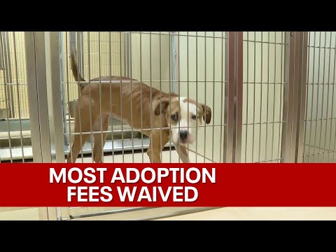 MADACC waives most adoption fees because it has too many cats, dogs | FOX6 News Milwaukee