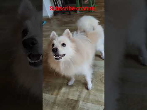 japanese spitz dog barking #dog #pets #barking