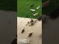 How Is It Possible That The Ducks Eat There Own Eggs Ducks