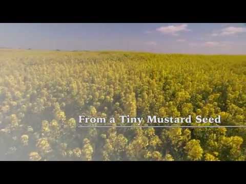 From a Tiny Mustard Seed