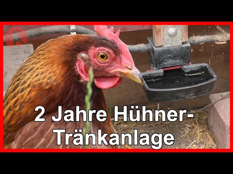 120 - 2 Jahre automatische Tränkanlage bei meinen Hühnern - Erfahrungsbericht Pro/Contra