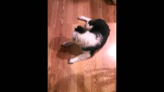 Miya and the stink bug