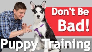 How to Train your Dog to BE GOOD in the HOUSE!