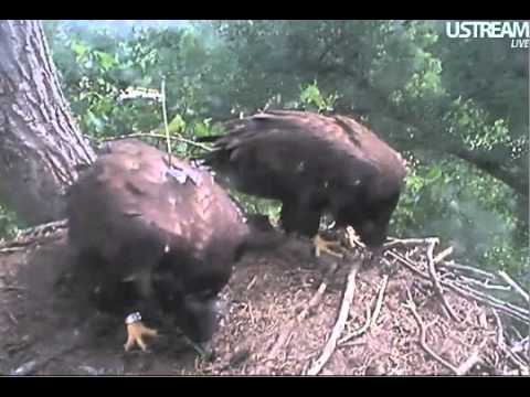 Decorah Eagles E2's Bands 7-14-11 10:34 am CDT