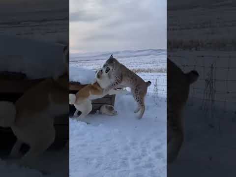 A lynx attacks a puppy near a snowy dog shelter — but it didn’t expect what came next.