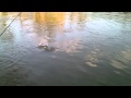 MOV022