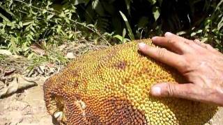 preview picture of video 'Sri Lanka,ශ්‍රී ලංකා,Ceylon,Jackfruit presentation in nature (01)'