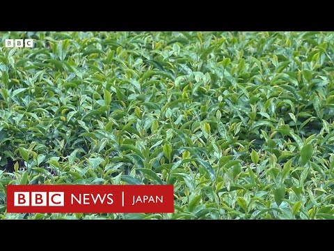 Matcha o motomete sekai kara ozei ga ujishi e