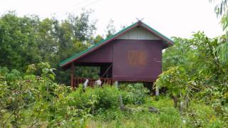 Organic Farms in UdonThani Thai Houses and UdonThani Jasmine rice.