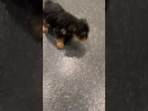 Woody - yorkie poo puppy for sale