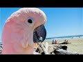 A Trip To The Beach ️