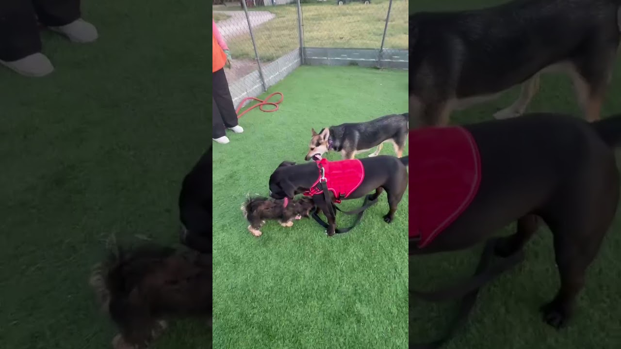 Enlarge Bubba, a ADOPTABLE Pit Bull Terrier in Denver , CO video 2/6