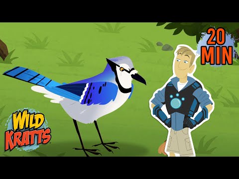 Blue Jays vs Squirrel | Creature Battle | Wild Kratts