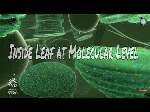 Travelling deep inside a leaf-Molecular Level