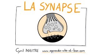 Vignette de NEUROSCIENCES EN DESSINS : La synapse