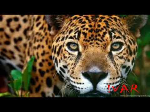 Paso Doble feat. Toshi kanti(main remix)