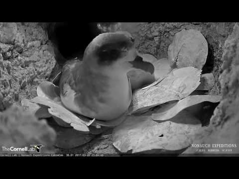 Late Night Visit From Bermuda Petrel Parent – Mar. 20, 2017
