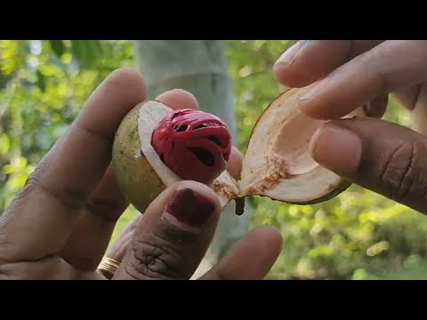 Ravali exploring Javitri fruit at Sharanya home..