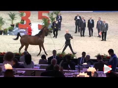 N.51 POTENTILLA - Paris 2015 - 4+ year old mares (Class CM3 A)