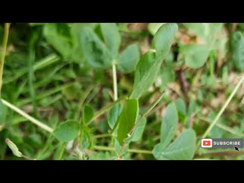 Cleome gynandra (Cleomaceae)