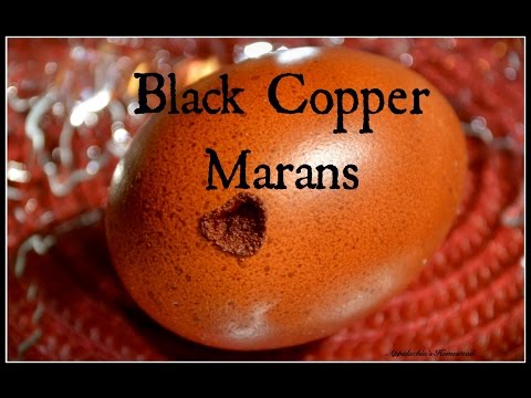 download lagu mp3 mp4 Chocolate Egg Layers, download lagu Chocolate Egg Layers gratis, unduh video klip Chocolate Egg Layers