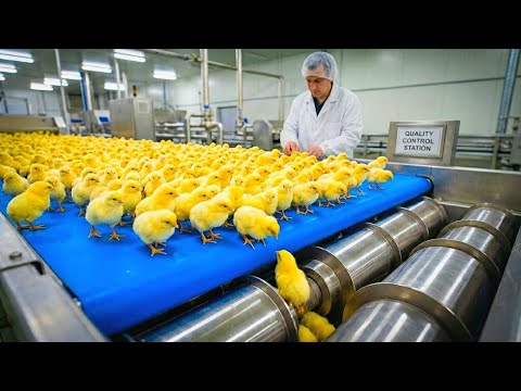 Inside A Mega Chicken City: 1 Million Eggs to Harvest (Full Process) 