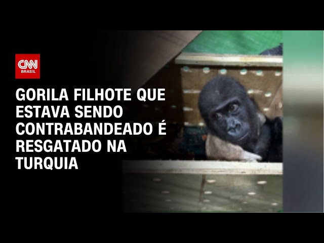 Gorila filhote que estava sendo contrabandeado é resgatado na Turquia | CNN BRASIL