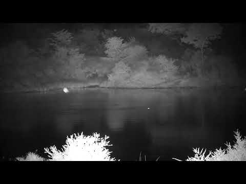 Djuma: Two Hippos in the dam - 02:16 - 03/29/2023