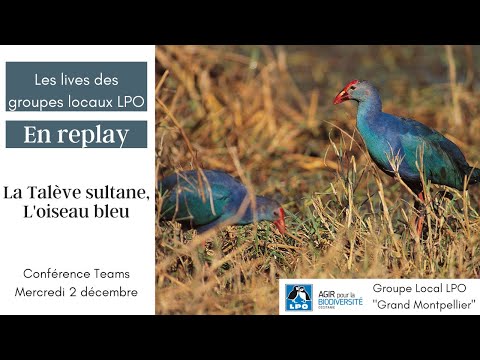 , title : 'Conférence du Groupe Local LPO "Grand Montpellier" : La Talève sultane, l'oiseau bleu'