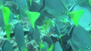 Galapagos Diving Trip 2008