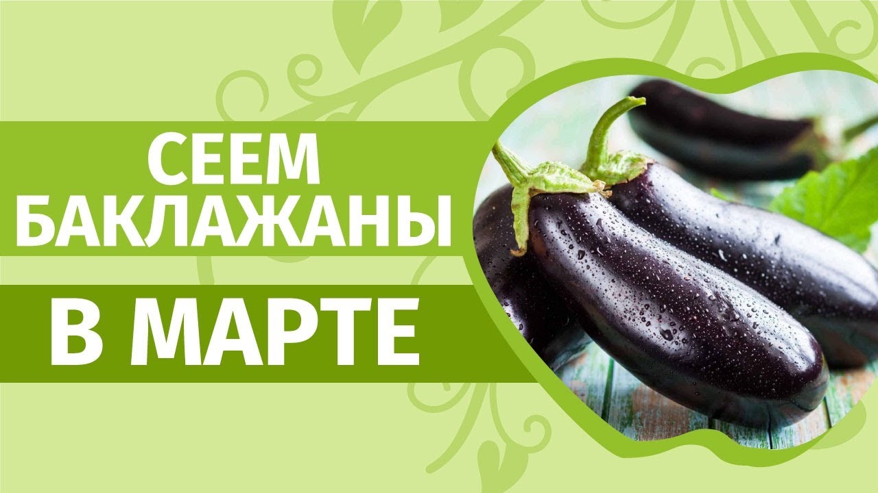 Сеем баклажаны в марте это не поздно!