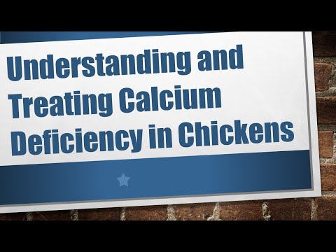Understanding and Treating Calcium Deficiency in Chickens