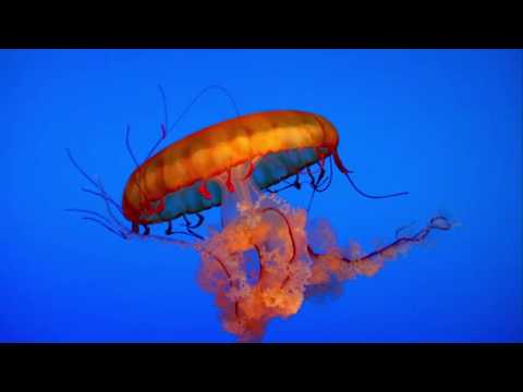 Os Bichos - Narrador Arnaldo Taveira