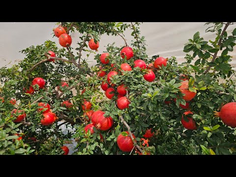 300 ton pomegranate in 30 acres land