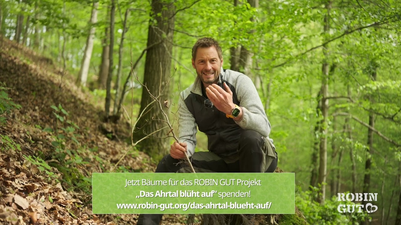 ROBIN GUT Video