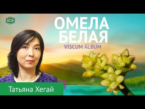 Омела белая. Травничество. Татьяна Хегай