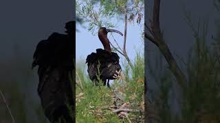 Enjoy the beautiful sound of bird3 #birds#birdsounds#birdslover#birdsong#beautiful#beauty