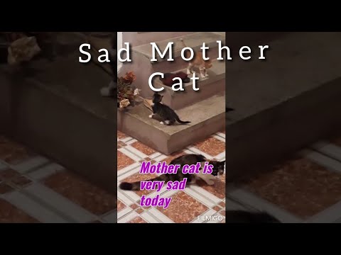 Mother Cat Is Very Sad After Losing Her Kittens