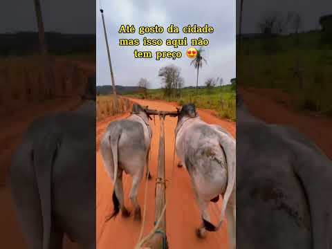 Jatobá Maranhão terra do carro de boi