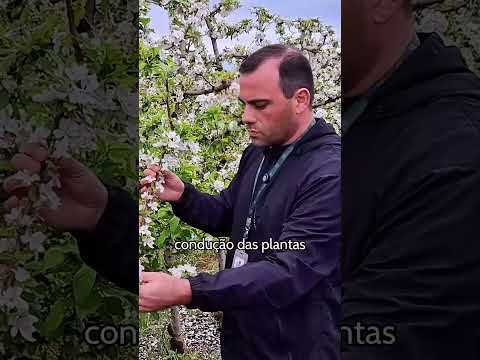 🌸 Florada da macieira encanta o Meio-Oeste e indica safra promissora em Santa Catarina 🍎