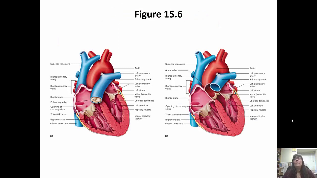 Cardiovascular System - The Heart Chapter 15 Part 1