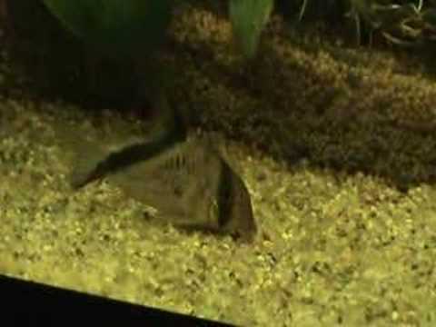 Corydoras davidsandsi/melini
